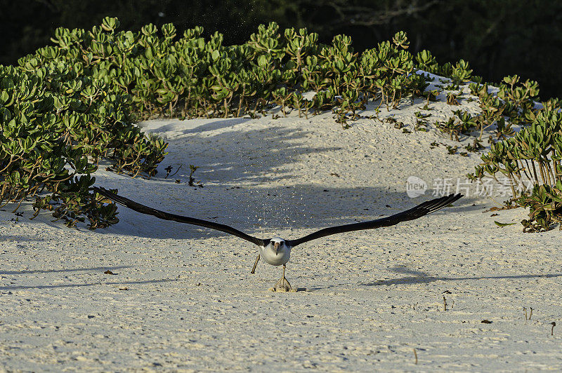 Laysan Albvatross, Phoebastria immutabilis, running to take off flying from the land. Papahānaumokuākea Marine National Monument, Midway Island, Midway Atoll, Hawaiian Islands